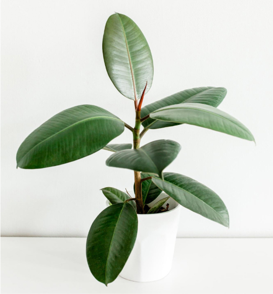 product-02 Starlight Succulent