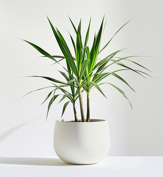 product-05 Desert Bloom